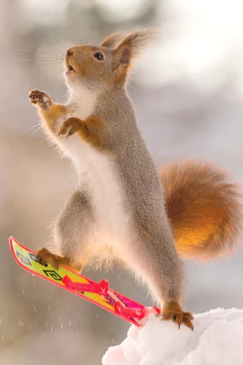 Pe bune, chestia asta este doarpentru două picioare?