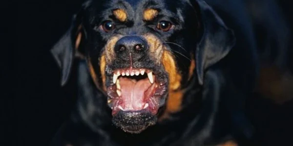 prejudicii animale