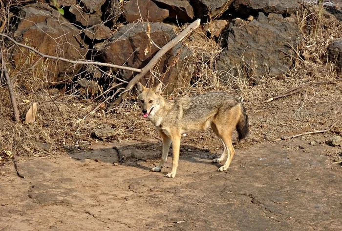 sacal auriu animal