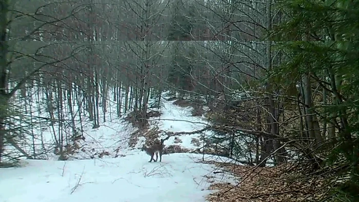 Exemplar de râs suprins în ipostaze rare ziua în amiaza mare în Parcul Naţional Cozia - Vâlcea Foto captură video 1