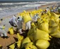 Dezastru ecologic în Sri Lanka FOTO EPA-EFE