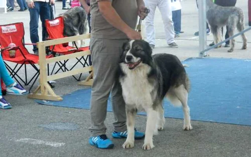 dog show16