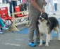 dog show16