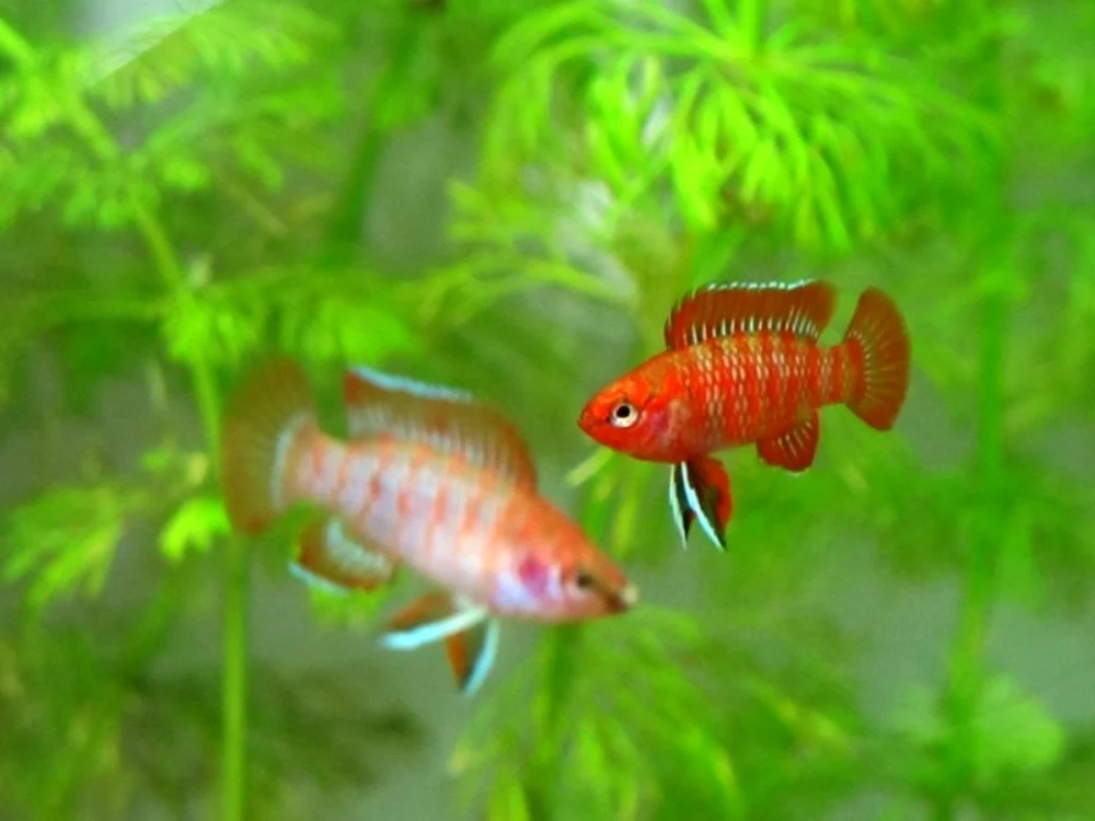 Cei mai mici peşti de acvariu. Dario dario/Imagini www.myaquariumclub.com