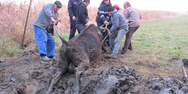 Vacă a fost scoasă la liman de către pompieri