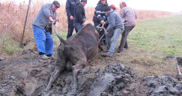 Vacă a fost scoasă la liman de către pompieri