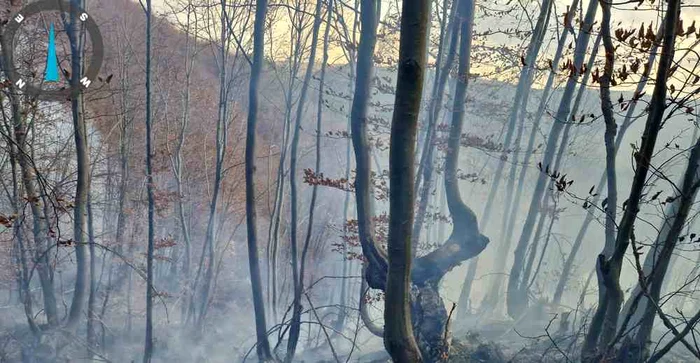 Pompierii au reușit să stingă flăcările pe o anumită porțiune din pădure FOTO ISU Bacău