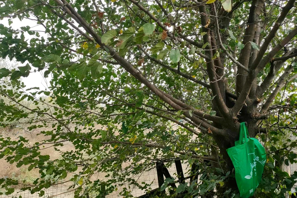 Cățelușa a fost pusă într-o sacoșă și agățată de un copac FOTO: Help Lăbuș