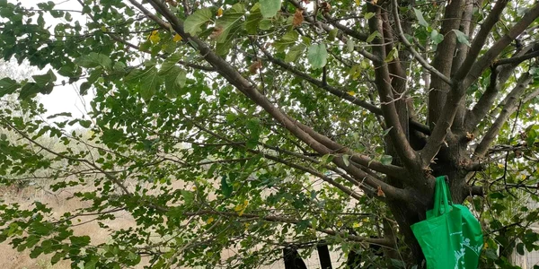 catelusa sacosa 3 jpg