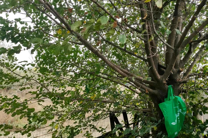 Cățelușa a fost pusă într-o sacoșă și agățată de un copac FOTO: Help Lăbuș