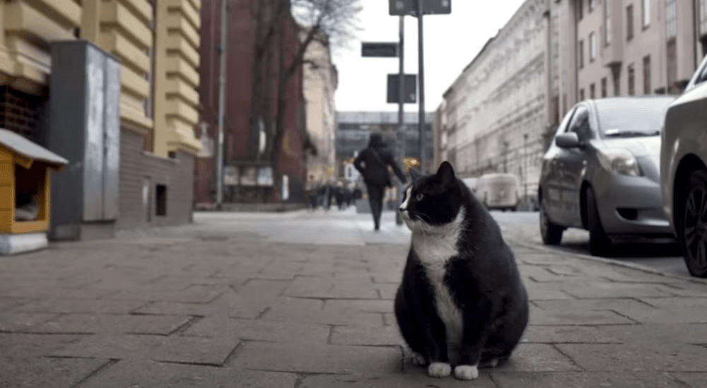 Cum a ajuns o pisică să fie „atracția turistică” a unui oraș din Polonia. Ce recenzii are felina pe Google