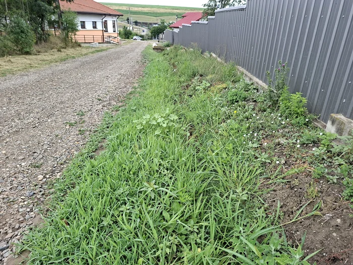 Unele șanțuri nici măcar nu se mai văd din cauza vegetației FOTO Cosmin Zamfirache