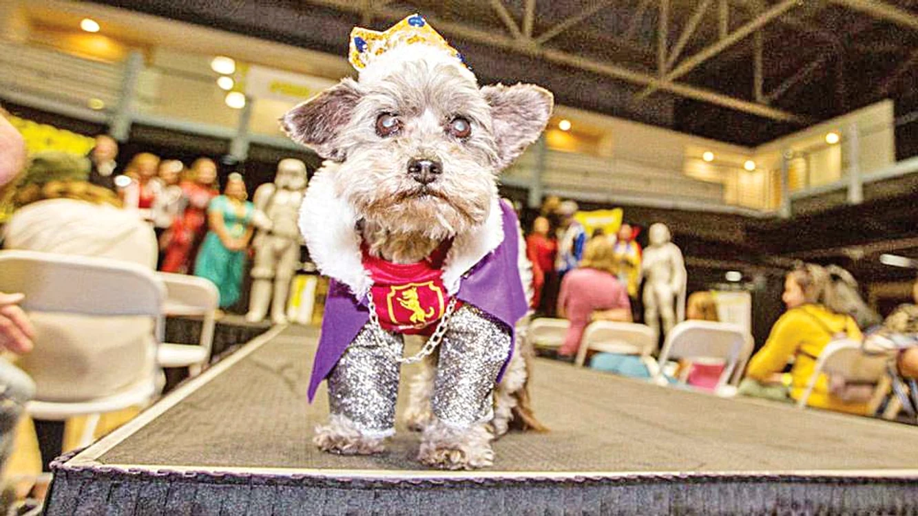 Sir Ruffles von Vicious se crede om, ci nu Supercâine!