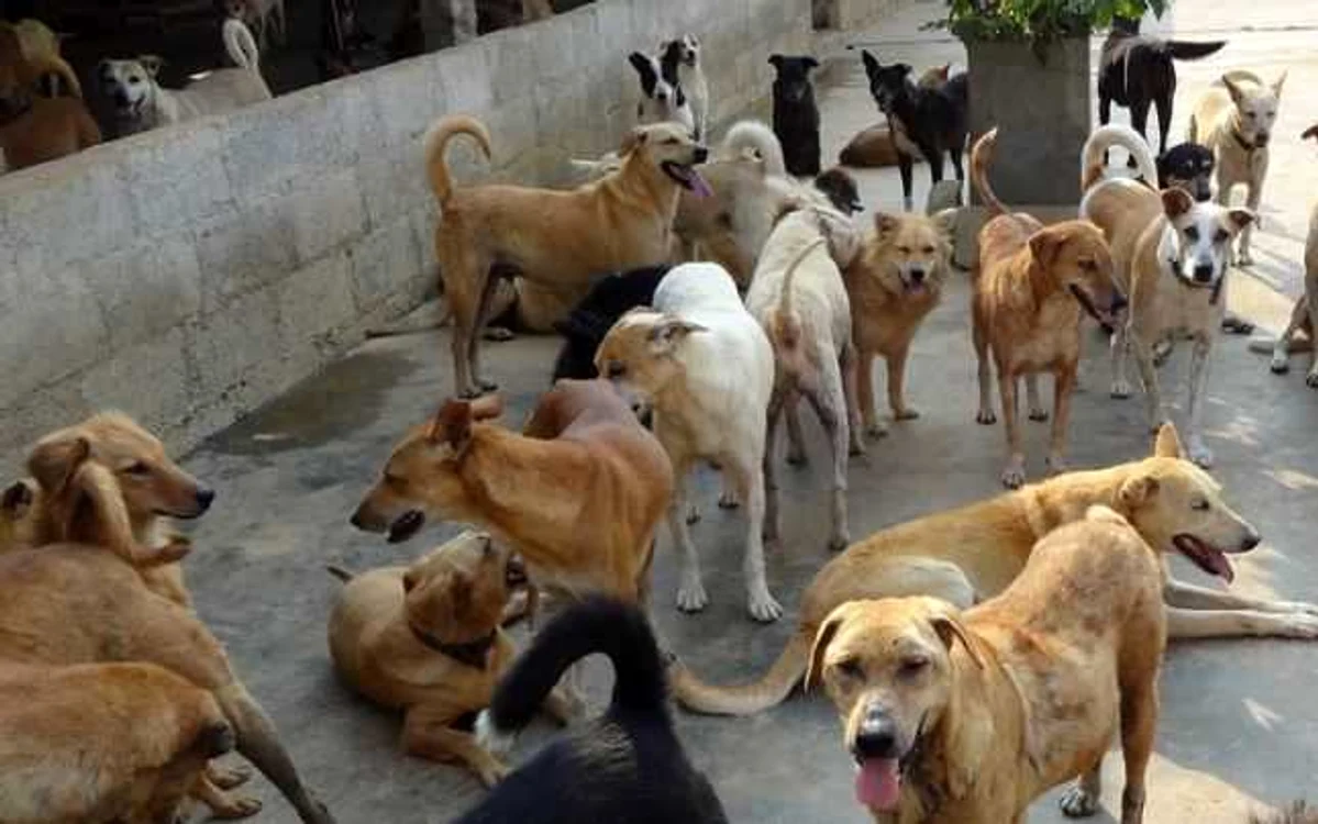 Câinii culeşi de pe străzi nu sunt revendicaţi sau „adoptaţi” după ce ajung în padocuri FOTO Adevărul arhivă