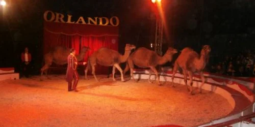 Acrobaţiile cu animalele dresate au fost atracţia circului 