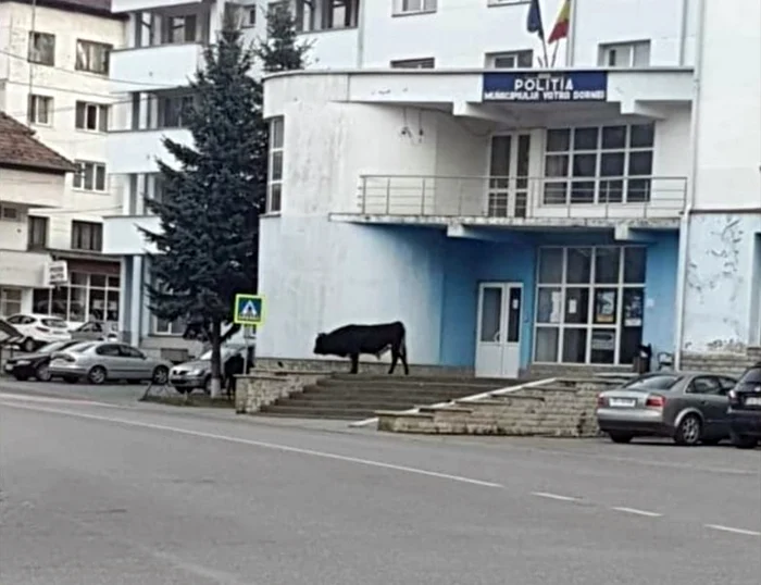 vacile din vatra dornei