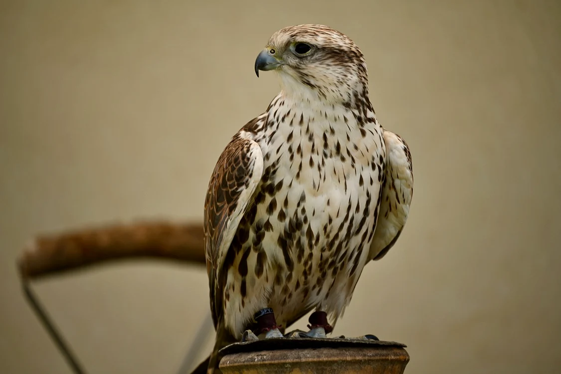 Șoimul a fost, până la urmă, capturat / foto: Pixabay