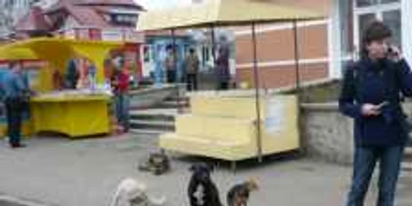 Câinii vagabonzi stăpânesc trotuarele oraşului