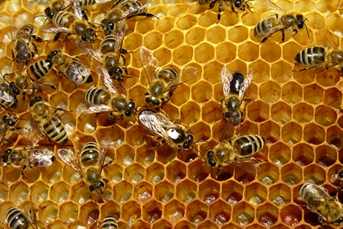 Căpăceala de albine