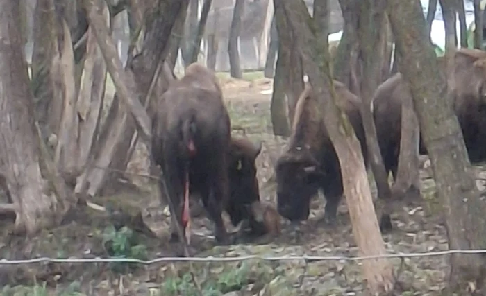 Puiul de bizon născut în parc. Foto: Dinosaur World Transylvania