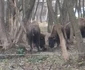 Pui de bizon adus pe lume intr un parc de distracție Foto Dino World Transylvania jpg