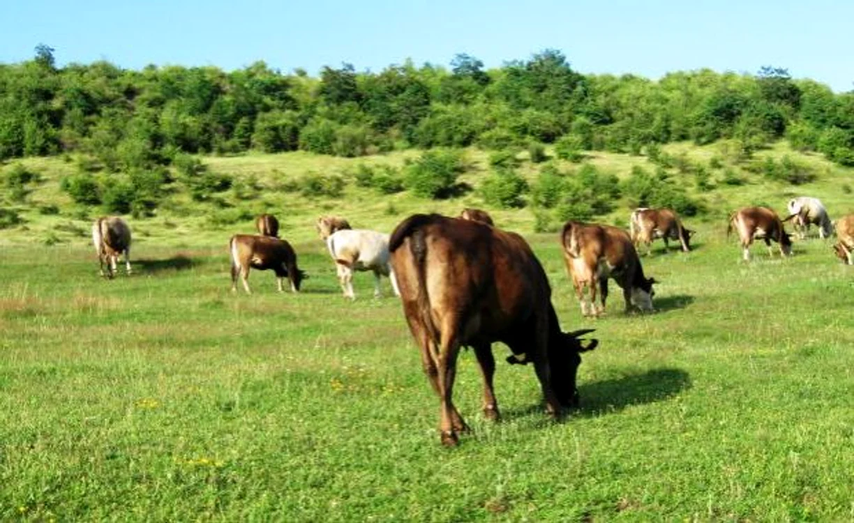 Foto simbol