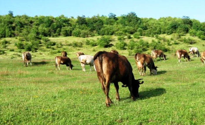 Foto simbol