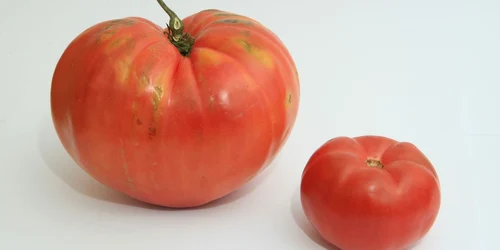 Rosie gigant in gradina studentilor