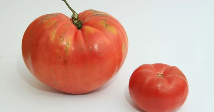 Rosie gigant in gradina studentilor