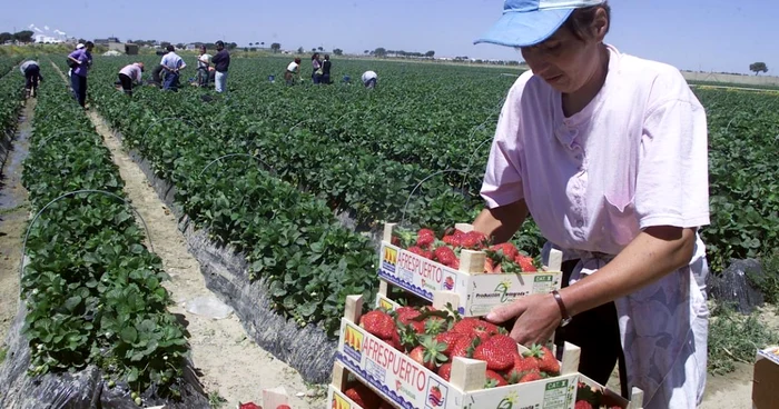 Foarte mulți români din Spania lucrează în agricultură