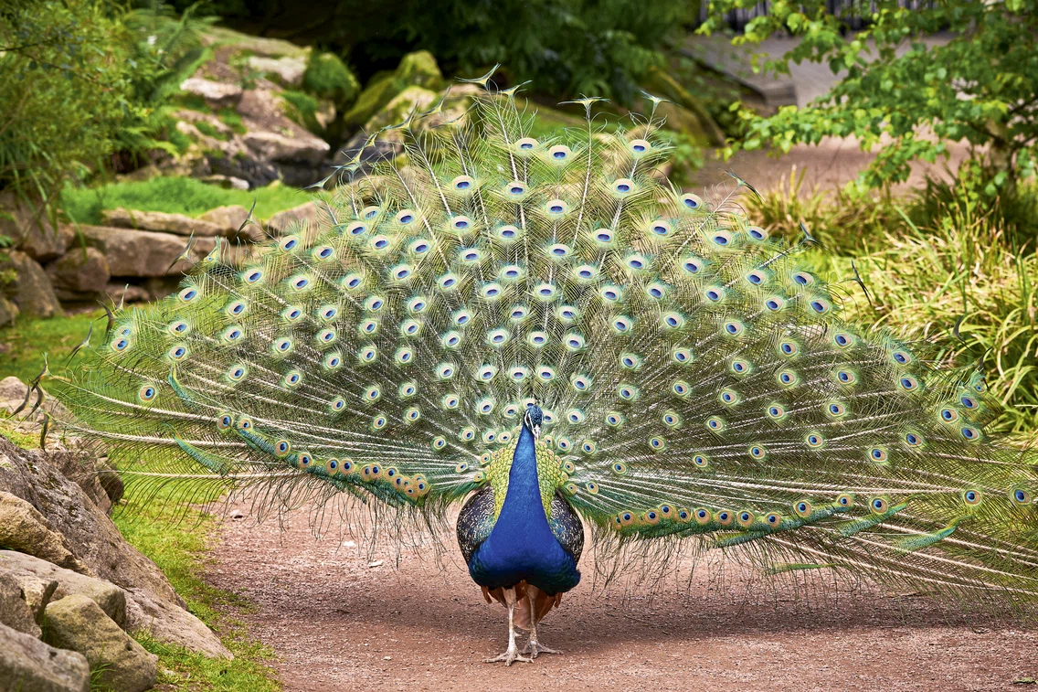 12 paun shutterstock 1734551360 jpg jpeg