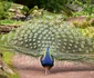 12 paun shutterstock 1734551360 jpg jpeg