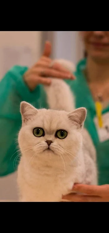 CH JCH Hitomi of Winter Foxes jpg