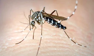 zika5 act baza zika jpeg