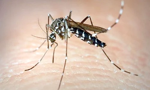 zika5 act baza zika jpeg