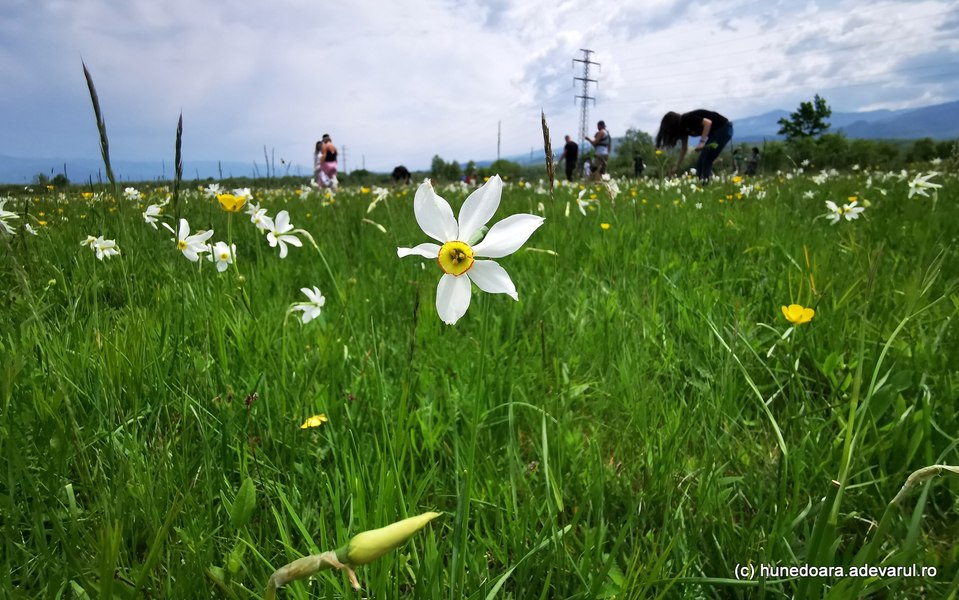 Fânațele cu narcise de la poalele Retezatului, rezervația inundată de turiști în luna mai VIDEO