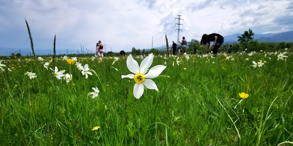 Poienile cu narcise de la Sălașu de Sus  Foto Daniel Guță (12) jpg