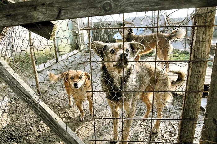 Ţarcurile sunt  împărţite pe  categorii de vârstă