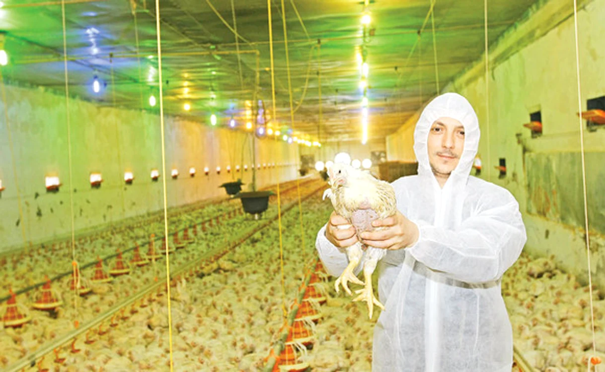 
    Prețul mediu european la carcasa de porcFoto: Ministerul Agriculturii  