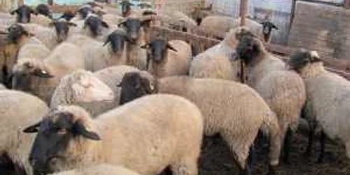 Uniunea Eurpoeană prevede realizarea recensămintelor agricole la fiecare 10 ani 