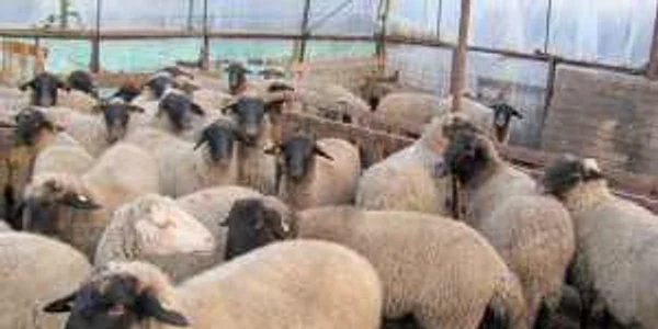 Uniunea Eurpoeană prevede realizarea recensămintelor agricole la fiecare 10 ani 