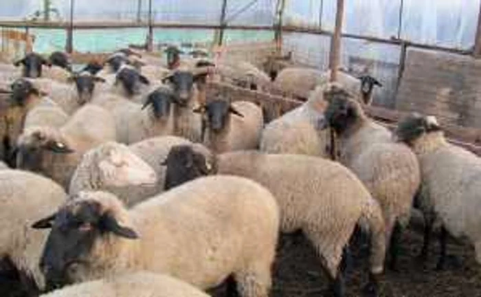 Uniunea Eurpoeană prevede realizarea recensămintelor agricole la fiecare 10 ani 