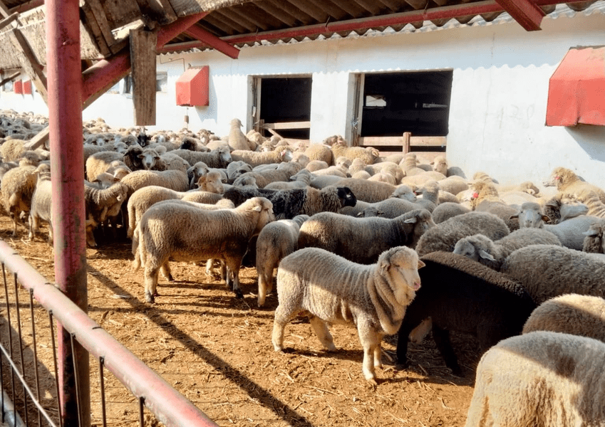 Efect „în cascadă” al secetei. Fermierii din Moldova nu mai au furaje pentru animale 