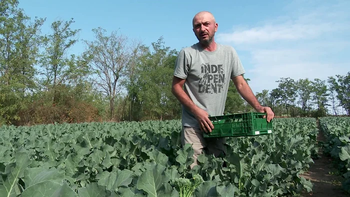 Daniel Toma, crescătorul de broccolini FOTO I. Bunilă