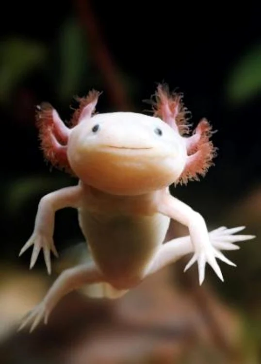 Salamandra mexicană îşi poate regenera de mai multe ori părţi esenţiale ale corpului. FOTO: Science Daily