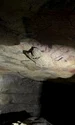 Tavan policrom în Peștera Altamira, din care au fost analizate probe de pigment (© Matthias Meyer)
