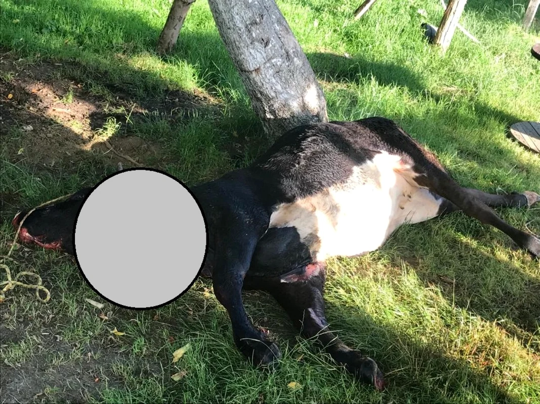 Bovină omorâtă de un urs în Sălătrucel Vâlcea Foto Daciana Stoica - Adevărul