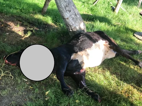 Bovină omorâtă de un urs în Sălătrucel Vâlcea Foto Daciana Stoica - Adevărul