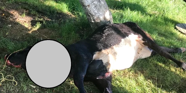 Bovină omorâtă de un urs în Sălătrucel Vâlcea Foto Daciana Stoica - Adevărul