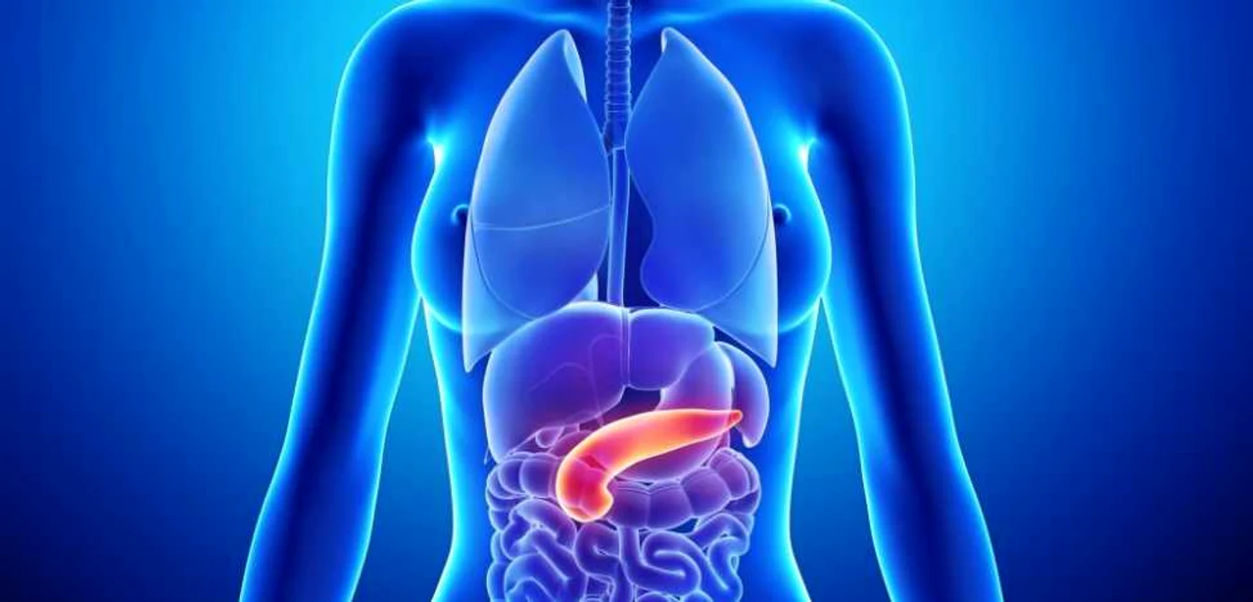 Pancreas FOTO RF